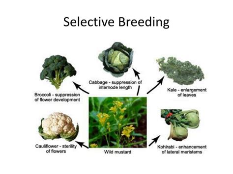 PPT - Reproductive Technologies in Agriculture PowerPoint Presentation - ID:1951861