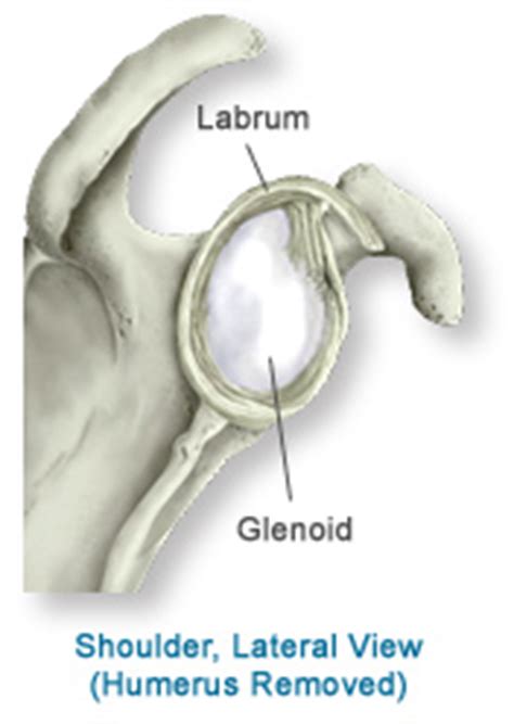 Anatomy of the Shoulder | Southern California Orthopedic Institute