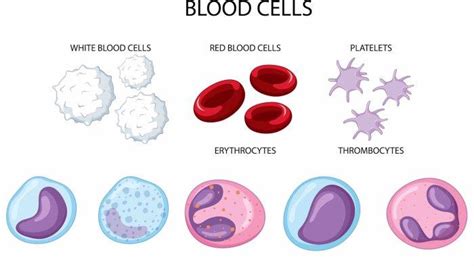 Perbedaan Sel Darah Merah dan Sel Darah Putih - Tribunjogja.com