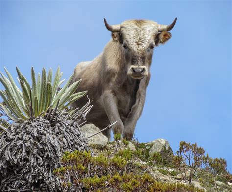 File:Charolais cattle, Sierra Nevada, Venezuela.jpg - Wikimedia Commons