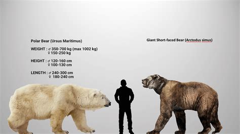 Accurate size comparison between the giant short-faced bear and the ...