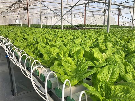 Hydroponics culture, vertical farming: URBINATI Srl technological solutions