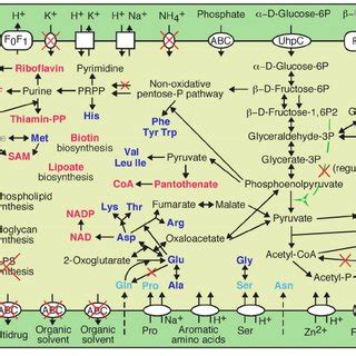 Proposed schematic view of the function of TG1 bacteria in termite gut.... | Download Scientific ...