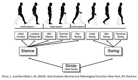 Engineering at Alberta Courses » Gait analysis