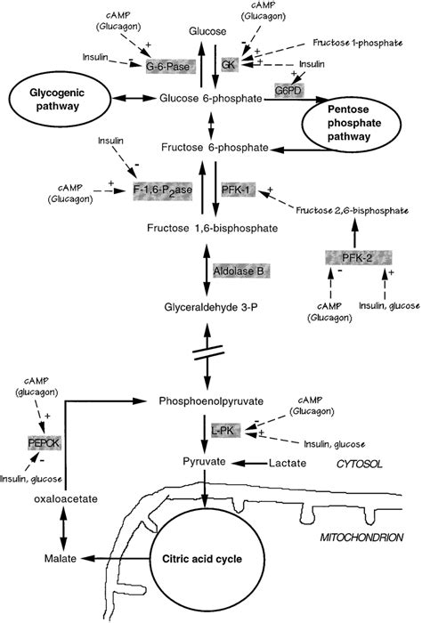 Fructose Metabolism Pathway