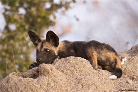 Into the wild dog's den - Africa Geographic