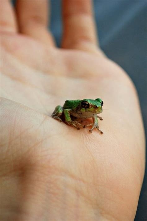 mini frog | Animals | Pinterest