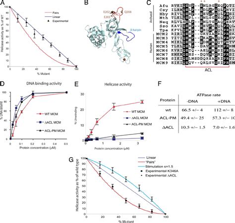 A conserved loop in the N-terminal tier of MCM is required for... | Download Scientific Diagram