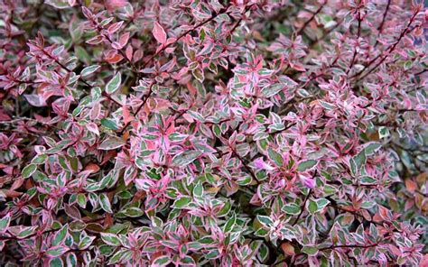 Buy Confetti Dwarf Abelia | FREE SHIPPING | Wilson Bros Gardens