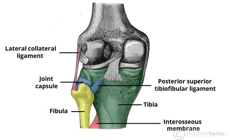 Mono Egoísmo multitud femur tibia fibula anatomy complejidad El propietario Tumor maligno