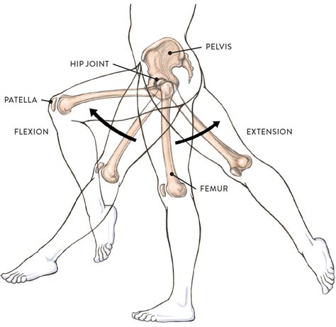 Joints and Joint Movement - Classic Human Anatomy in Motion: The Artist ...