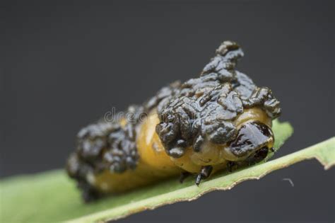 Close Up Shots of the Life Cycles of Leaf Beetle Stock Image - Image of green, garden: 185297679