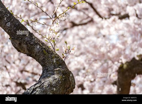 Cherry blossoms in peak bloom at the National Mall and Tidal in ...