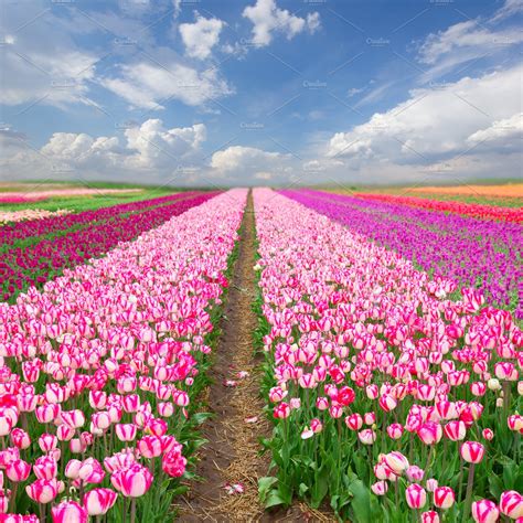 Pink tulip field | High-Quality Nature Stock Photos ~ Creative Market