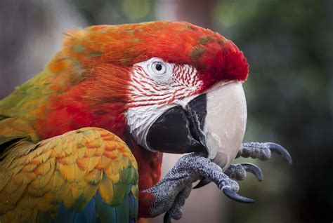 What is a Macaw Diet? - Featherland Bird Cage