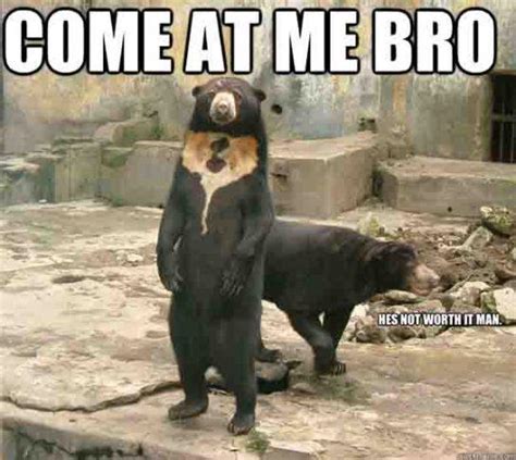 80 Best Bear Meme - Meme Central