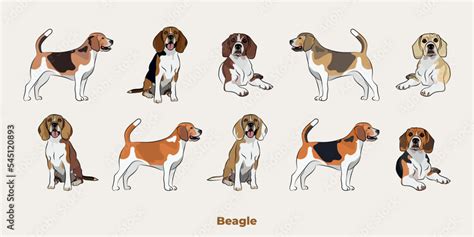 Beagle colors. Cute dog characters in various poses, design for print, adorable and cute cartoon ...