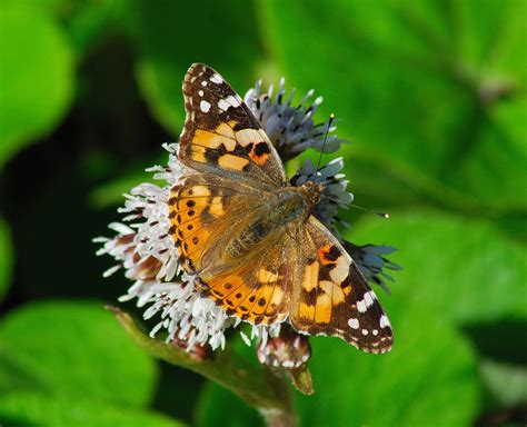 Butterfly Islands: January Butterflies