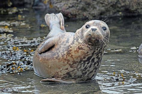 Wildlife and Landscapes: Grey Seals