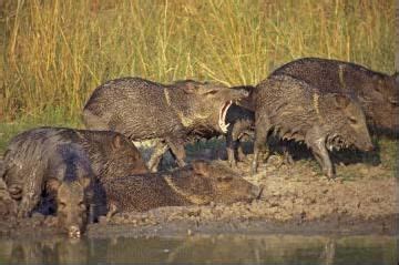 Peccaries: One to three, but rarely four, young are born after a gestation period of 141 to 151 ...