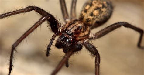 Common House Spider Insect Facts | Parasteatoda tepidariorum - Wiki Point