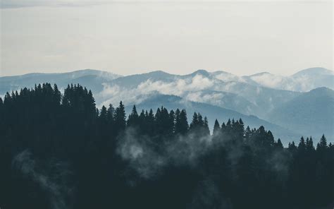 Kostenloses Foto zum Thema: berge, nebel, wald