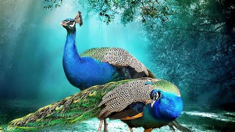 HD wallpaper: Beautiful Background Peacock Pair Hd Wallpaper Beautiful ...