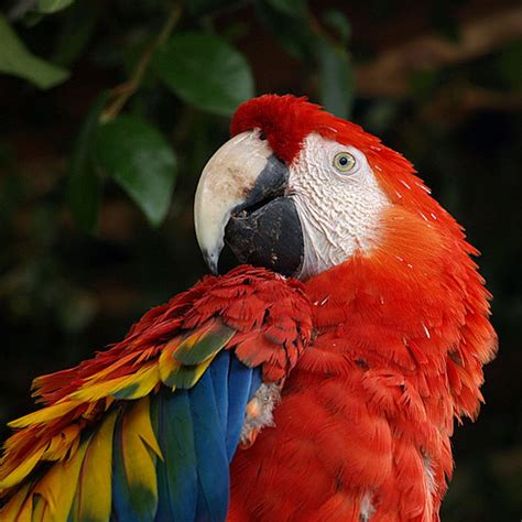 1,000-Year-Old Macaw Breeding Community in the American Southwest – COOL HUNTING®