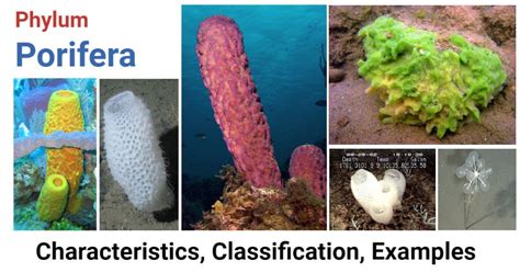 Phylum Porifera- Characteristics, classification, examples