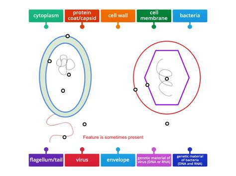 Virus and Bacteria Diagrams - Labelled diagram