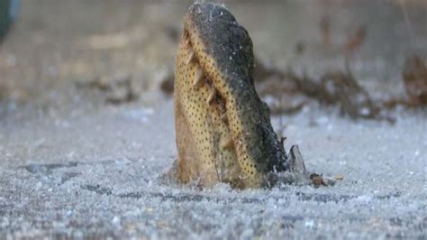 How do alligators survive the cold? It's a pretty unique solution