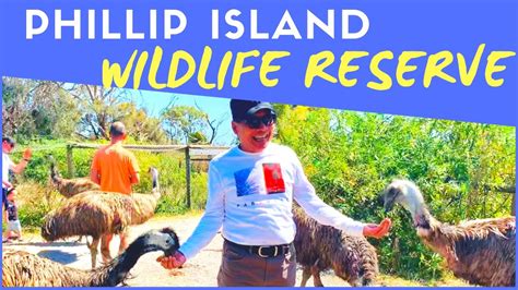 Explore Phillip Island Wildlife Reserve - YouTube