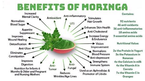 Benefits of Moringa | Health Benefits of Moringa | Amazing Benefits of ...