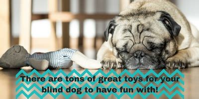 Toys For Blind Dogs - Caring for a Senior Dog