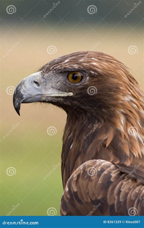 Golden Eagle face stock image. Image of bird, golden, closeup - 8261329