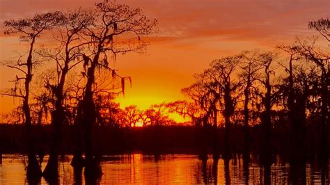 Mossy Brake Camp Caddo Lake Swamp Tours