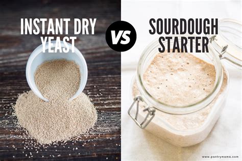 Yeast vs Sourdough Starter - What's The Difference? - The Pantry Mama