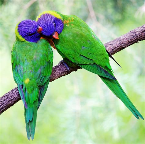 Wild Romance & Passion | Animals Love Each Other Too! | BeautifulNow