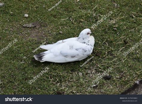 Indian Pigeon Rock Dove Rock Dove Stock Photo 2175433863 | Shutterstock