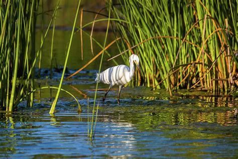 Snowy Egret Habitat Photograph by Brian Knott Photography - Fine Art America