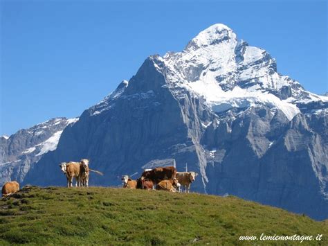 Eiger Mountain | Beauty Places | Beauty places, Mountains, Natural landmarks