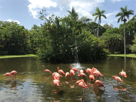 Sarasota Jungle Gardens – Meander with Us