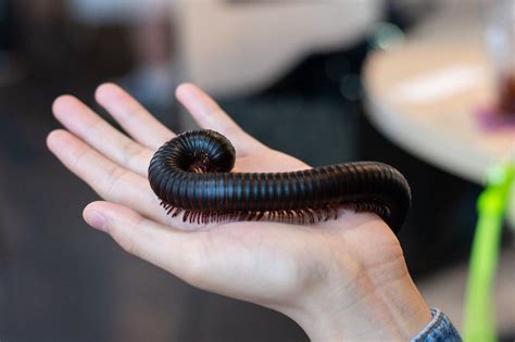 African Giant Millipede Care Sheet | DubiaRoaches.com – Dubia.com