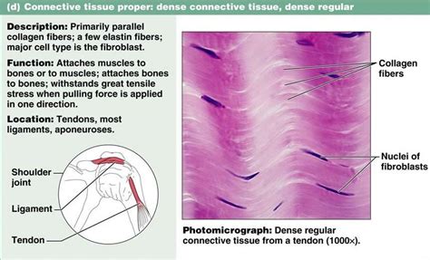 Dense connective tissue function