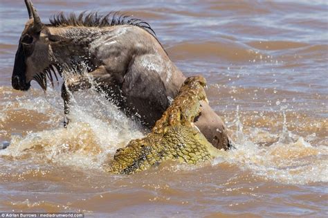 Crocodile weighing 500lbs eats a wildebeest crossing river | Daily Mail ...