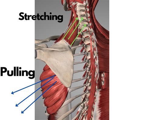 Serratus Anterior