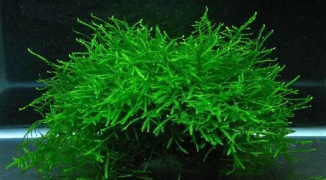 Java Moss Aquarium Plant: The Care Guide – Fishkeeping Forever