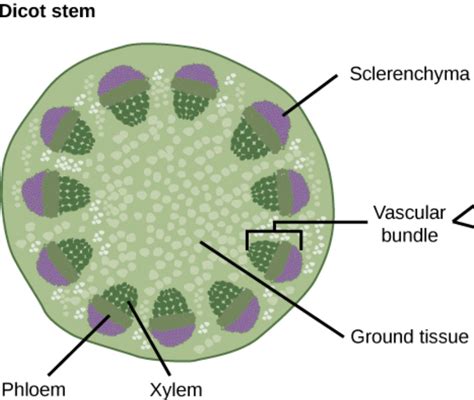 Phloem Diagram - diagram geometry