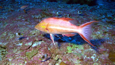 Scientists discover new species, significant coral mortality in Papahānaumokuākea Marine ...