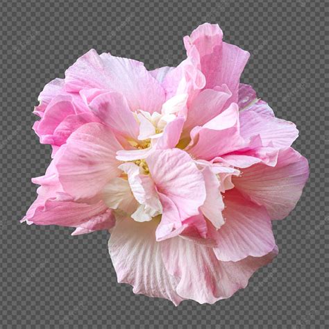 Premium PSD | Pink hibiscus mutabilis flower isolated rendering